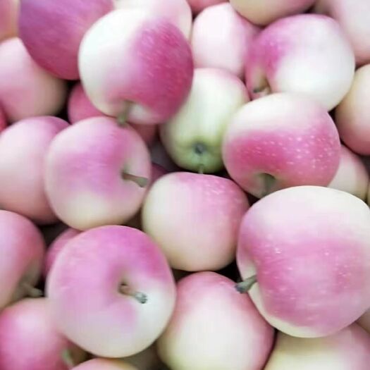 礼泉县 脆甜多汁嘎啦苹果🍎🍎🍎大量上市了