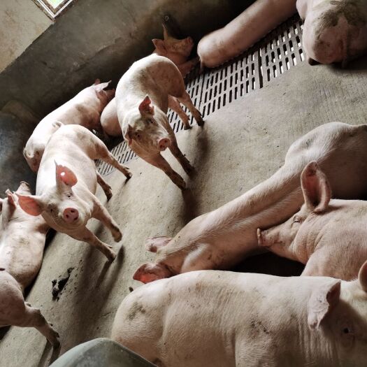 我公司是一家省级生猪养殖示范场，年可出栏生猪15000头。