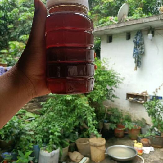 封开县 山里人家土蜂蜜