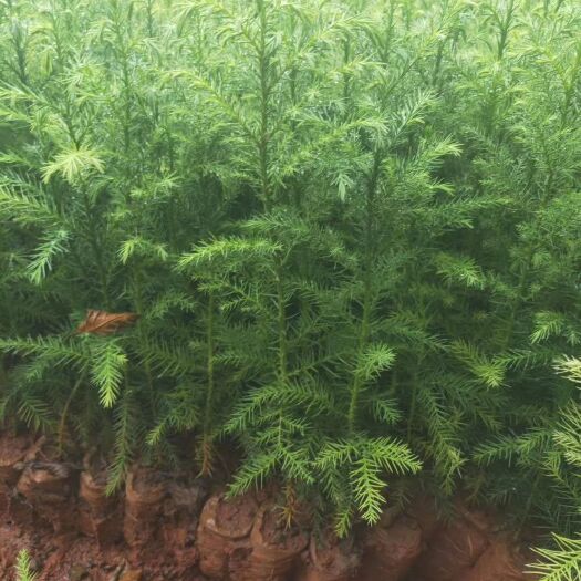 金阳县金阳县青花椒苗 金阳县顺华种植农民专业合作社