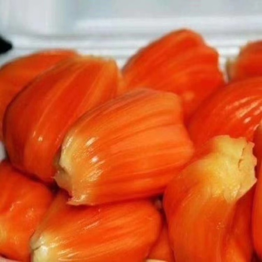 灵山县海南菠萝蜜苗 泰12号菠萝蜜树苗