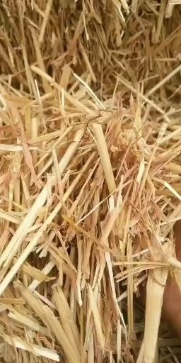汶上县干草 牧草糠粉