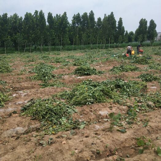 汶上县玉米秸秆 豆秧青储饲料