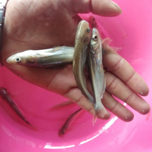 南宁巴沙鱼苗，