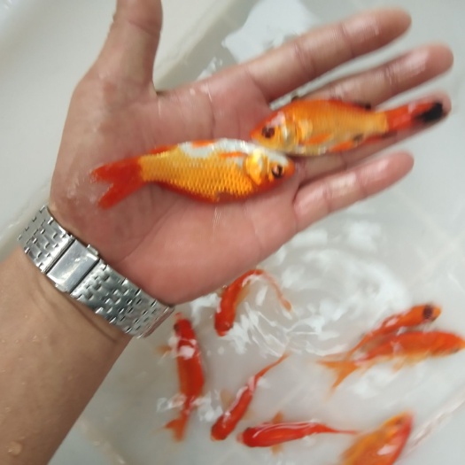 南宁 锦鲤鱼苗