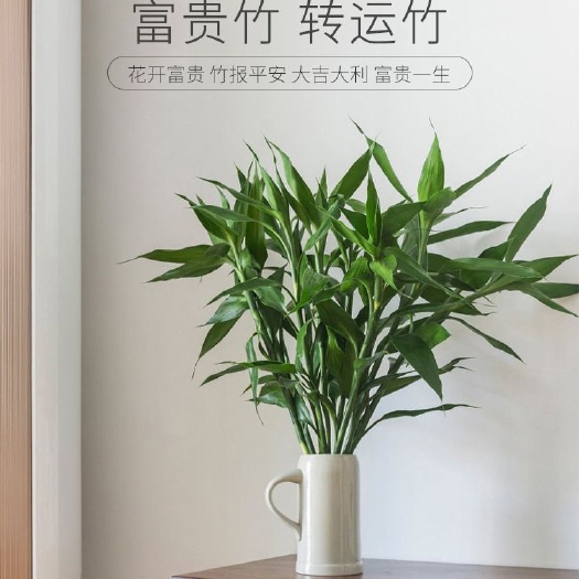 昆明 花禾生活富贵竹十支，有一点问题，全额退款!