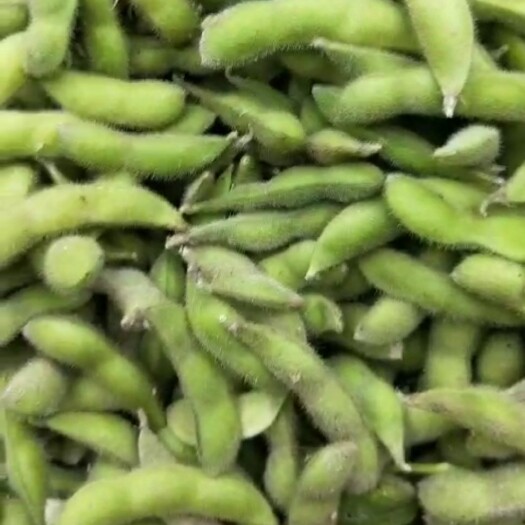 邳州市 毛豆还有二十来天大量上市，价格随行，保质保量，货源稳定充足。