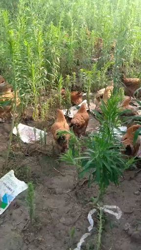 鸡   青年鸡