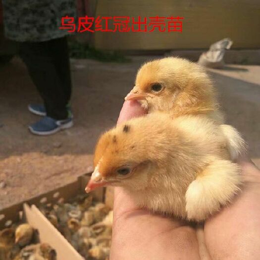 简阳市土鸡苗 厂家出货，一手货源，全国发货，