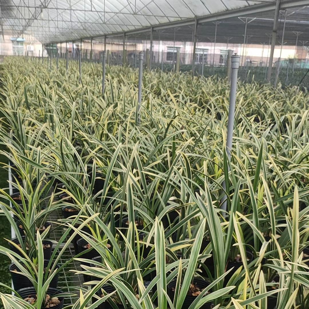  兰花苗四季兰建兰艺草锦旗带花