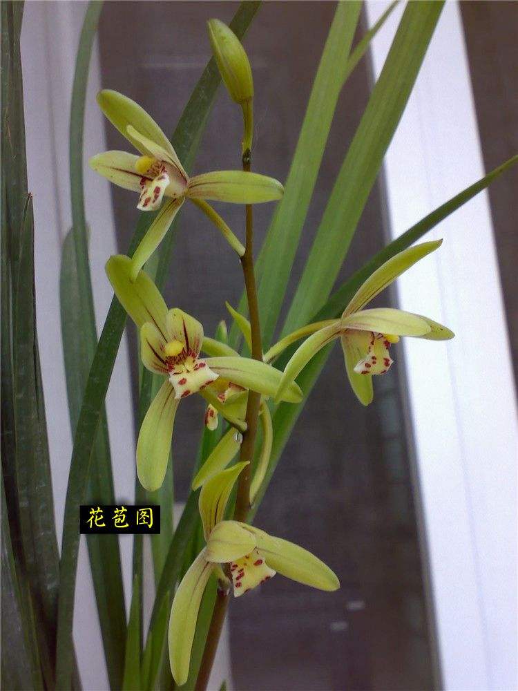  兰花苗四季兰建兰艺草锦旗带花