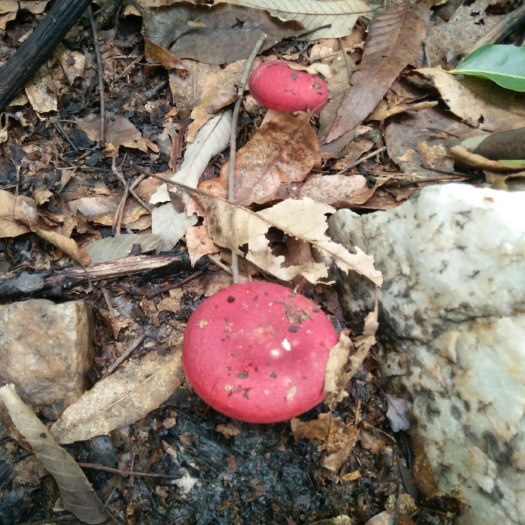方城县 红蘑菇干货