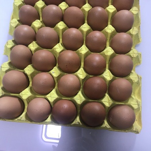 辽阳红皮鸡蛋 货源充足精品红蛋
