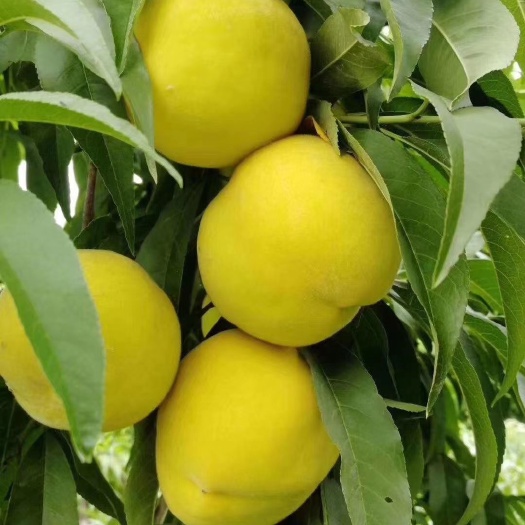 曹县 山东菏泽黄桃