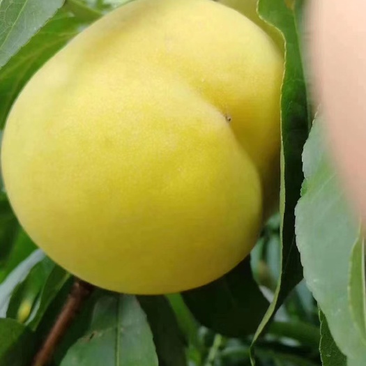 曹县黄冠 皇冠3---4个一斤