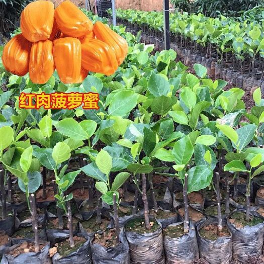 灵山县 菠萝蜜苗 黄肉马来西亚1号泰国红肉8号木菠萝蜜树苗带叶带土发