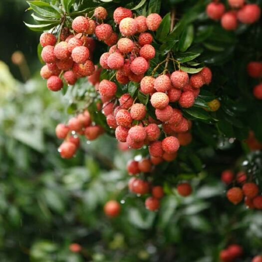 灵山县 荔枝树苗嫁接南北方果树苗植物盆栽苗妃子笑无核荔枝苗地栽四季
