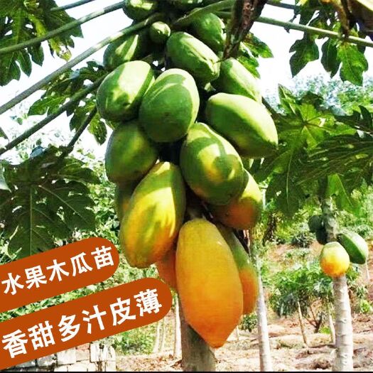 灵山县 木瓜苗树苗包邮红肉木瓜水果木瓜大青木瓜盆栽地种一年结果