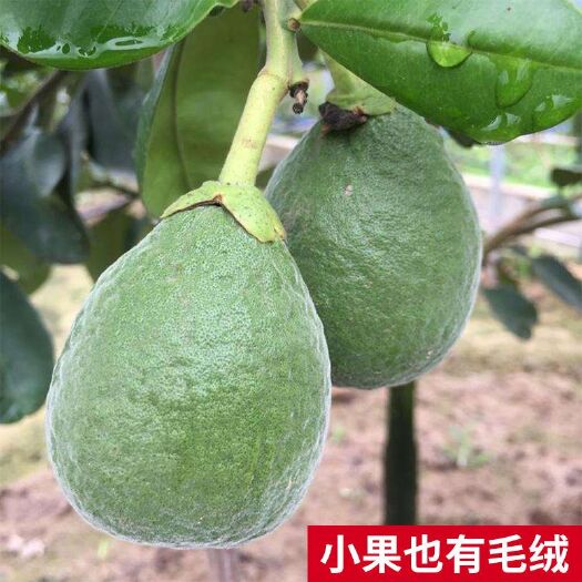 灵山县泰国红宝石柚苗 新品泰国红宝石青柚苗当年结果嫁接青皮红心柚南北方四季盆栽庭院