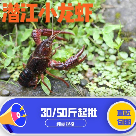 潜江市 湖北潜江小龙虾产地直邮主打各种硬规格做一单生意交一个朋友