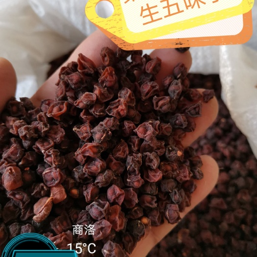 丹凤县南五味子  优质高山*生五味子