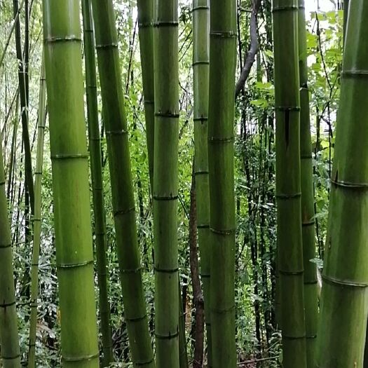 桑植县 桂竹，楠竹，毛竹，搭架转用