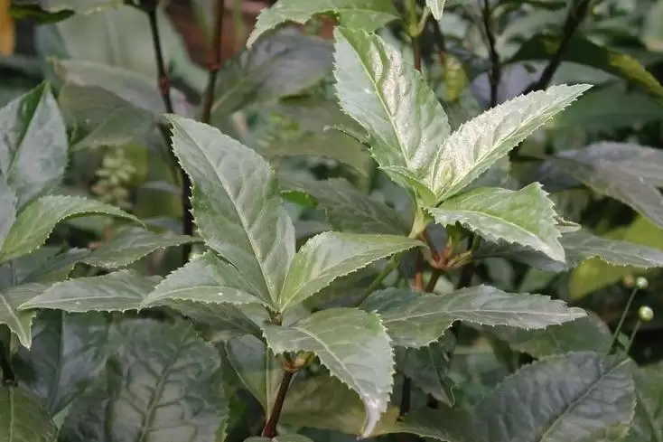 四会市 草珊瑚，九节茶，山节茶