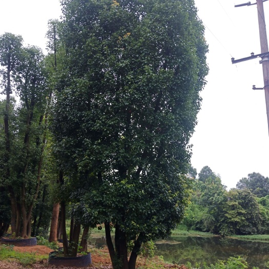 益阳多杆香樟