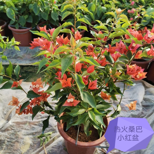 漳州 三角梅之乡批发基地，欢迎咨询