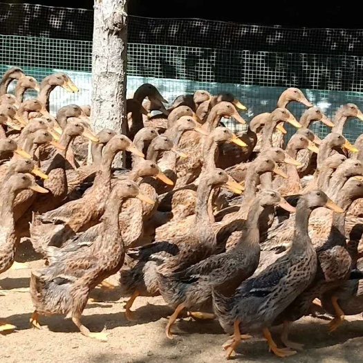 高唐县 一百一十日龄青年鸭（金定鸭）