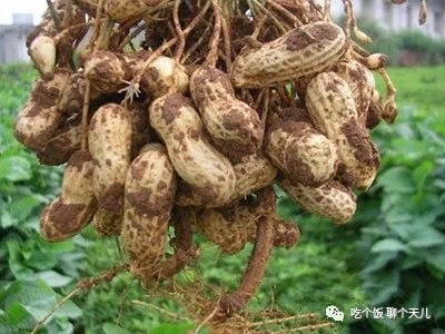 单县 新鲜花生