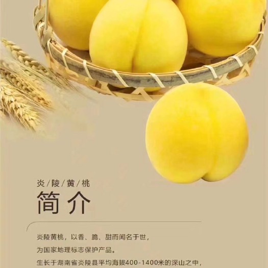 炎陵县 天上仙桃 炎陵黄桃