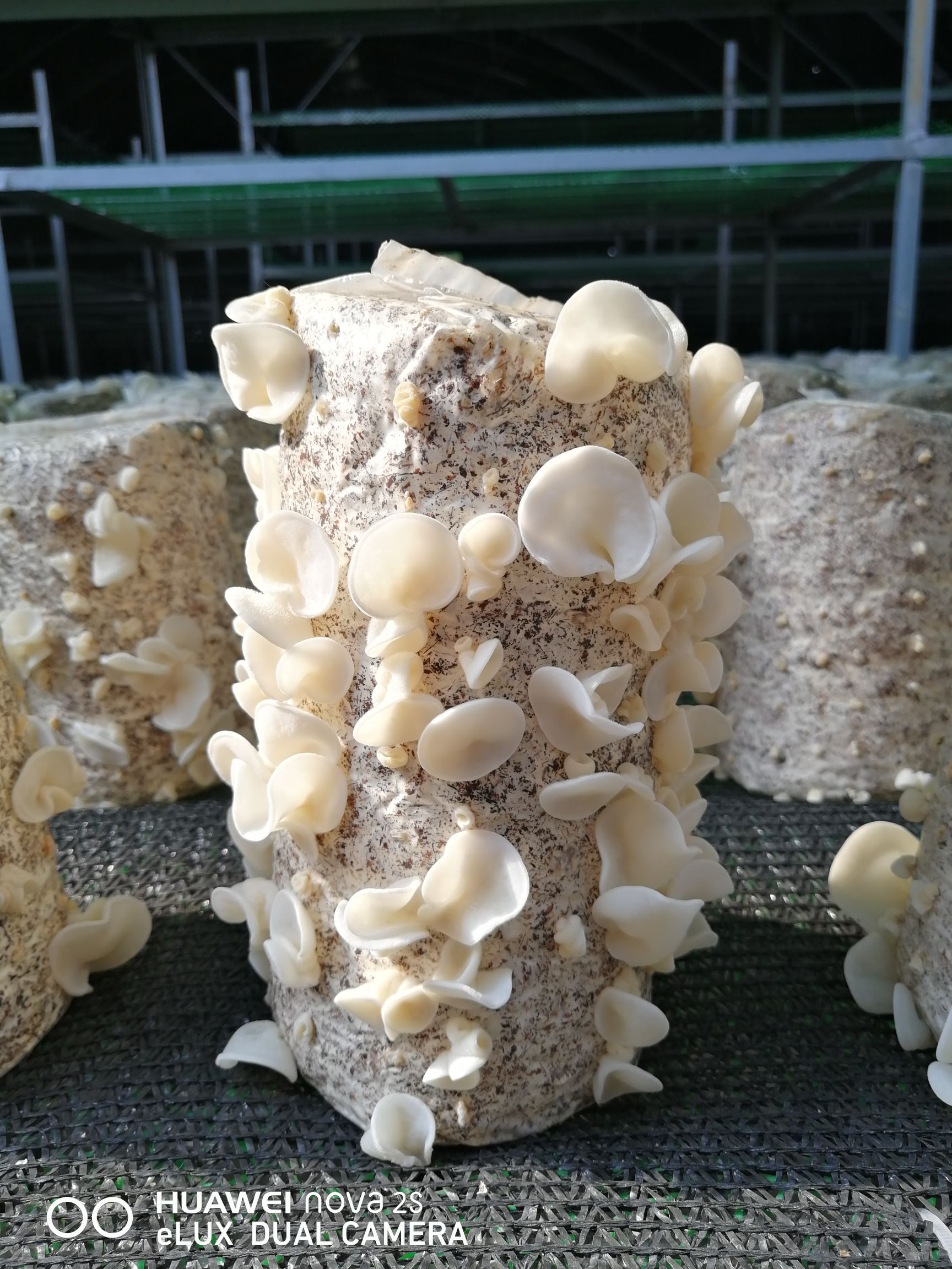 源山合作社出品玉木耳2019年闪亮登场