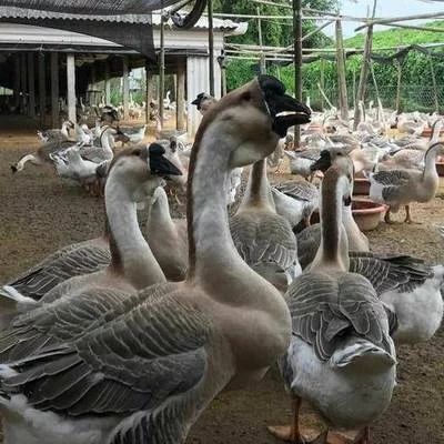 南宁【狮头鹅苗】孵化厂直  品种纯正  全国发货  路损包赔