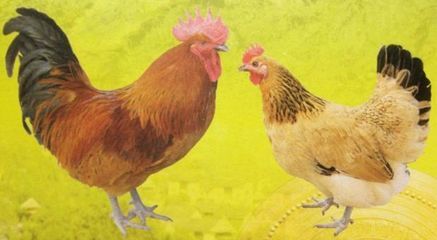 南宁【青脚麻鸡苗】孵化厂直供  出壳好苗  品质保证  做好疫苗