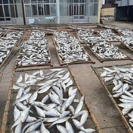 滨州 白磷鱼，深海的一款咸鱼。清蒸，红烧。都非常好吃。