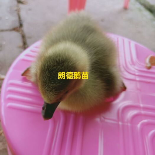 南宁朗德鹅苗