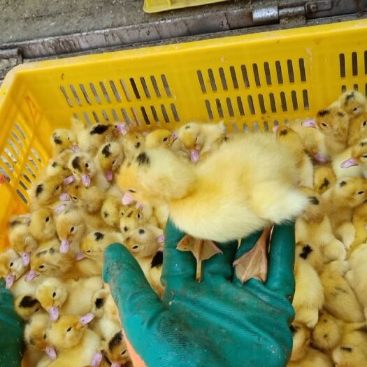 南宁肉鸭苗  一点头鸭苗  假西洋木鸭苗