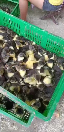 南宁黑番鸭苗  多种番鸭苗