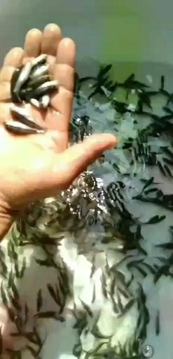 南部县鲈鱼苗 3到8公分 长势快 提供技术指导