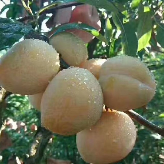 乐昌市 九峰山黄金奈李