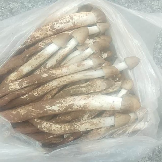 武定县鸡枞菌 云南山中生长的菌