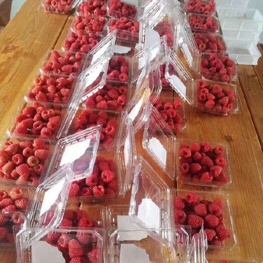 庄河市 批发零售新鲜树莓水果现摘现发新鲜树莓覆盆子高铁发货当天收货
