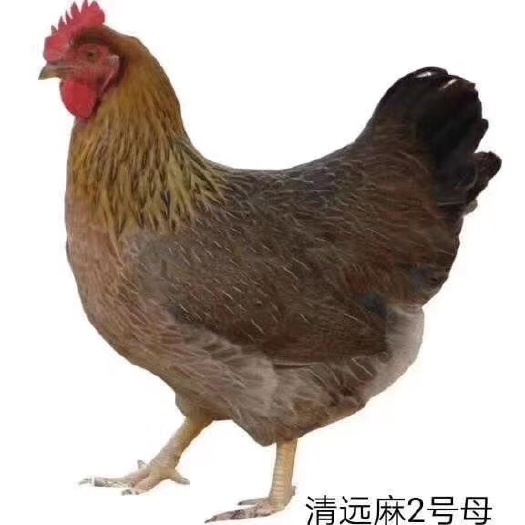 广州清远麻鸡苗  清远2号麻鸡苗