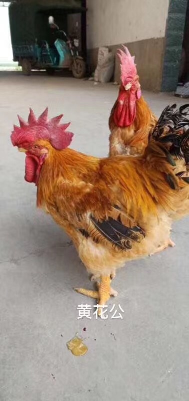 广州 黄花公鸡苗