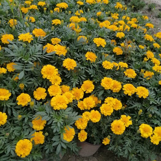 成都孔雀草大杯小杯基地直销