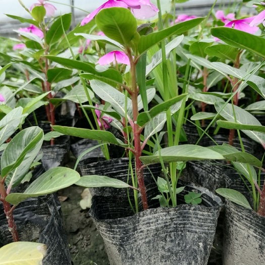成都 长春花