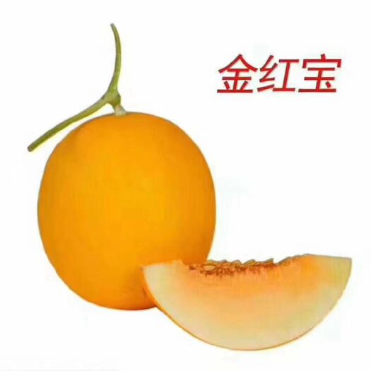 民勤县金红宝甜瓜 民勤大漠金红宝