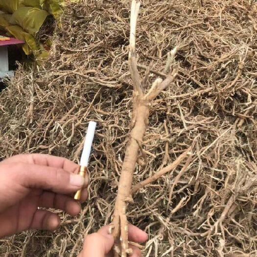 新乡 黄芪!无硫！量大还可以优惠！