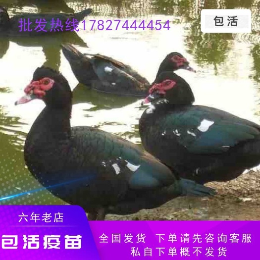 南宁 大种番鸭苗